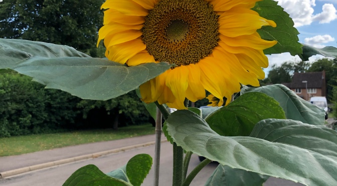 The Bull-Knox Sunflower Contest is back!